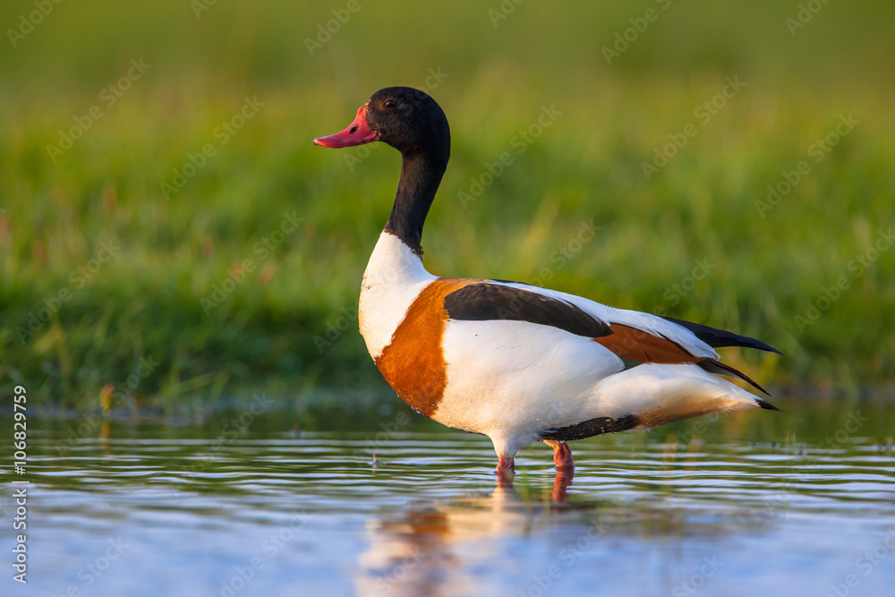 Obraz premium Alarmed Common shelduck