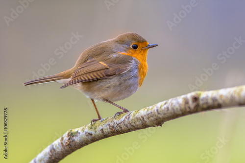 Robin on a branch with white flowers