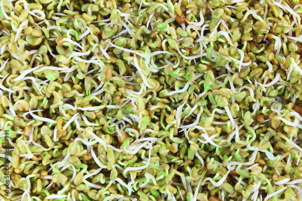 sprouted Fenugreek ready for planting or salad