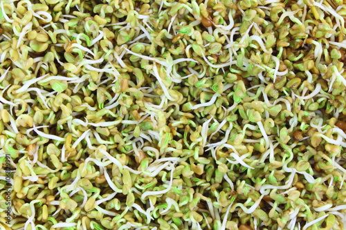 sprouted Fenugreek ready for planting or salad photo