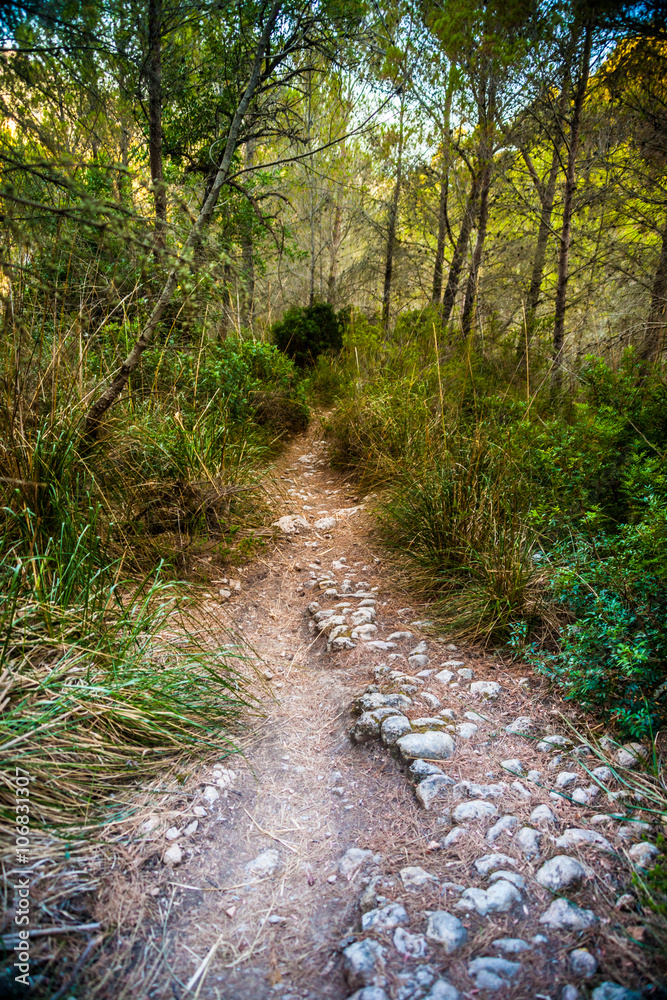 Stony bending path in a countryside among green trees and grass. Walkway in a tropic forest, beautiful landscape photography. Stony bending path in a countryside among green trees and grass. Walkway in a tropic forest, beautiful landscape photography.