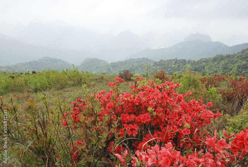 Beautiful blooming azalea flowers in spring
Beautiful blooming azalea flowers in spring