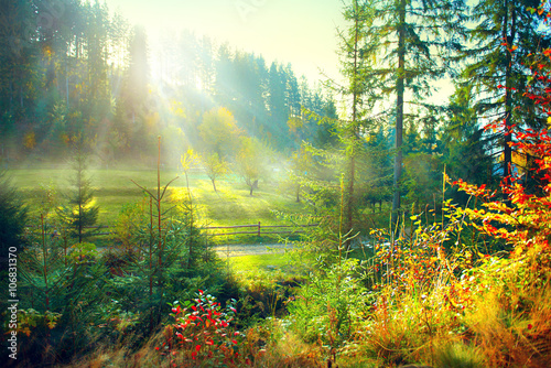 Beautiful morning misty old forest and meadow in countryside. Autumn nature scene © Subbotina Anna