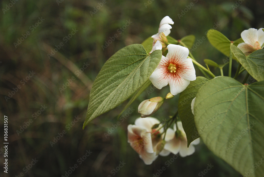 Beautiful blossoming Paulownia flowers in spring
Beautiful blossoming Paulownia flowers in spring