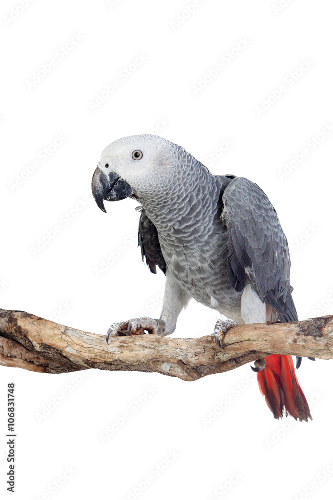Fototapeta premium Pretty red-tailed gray parrot