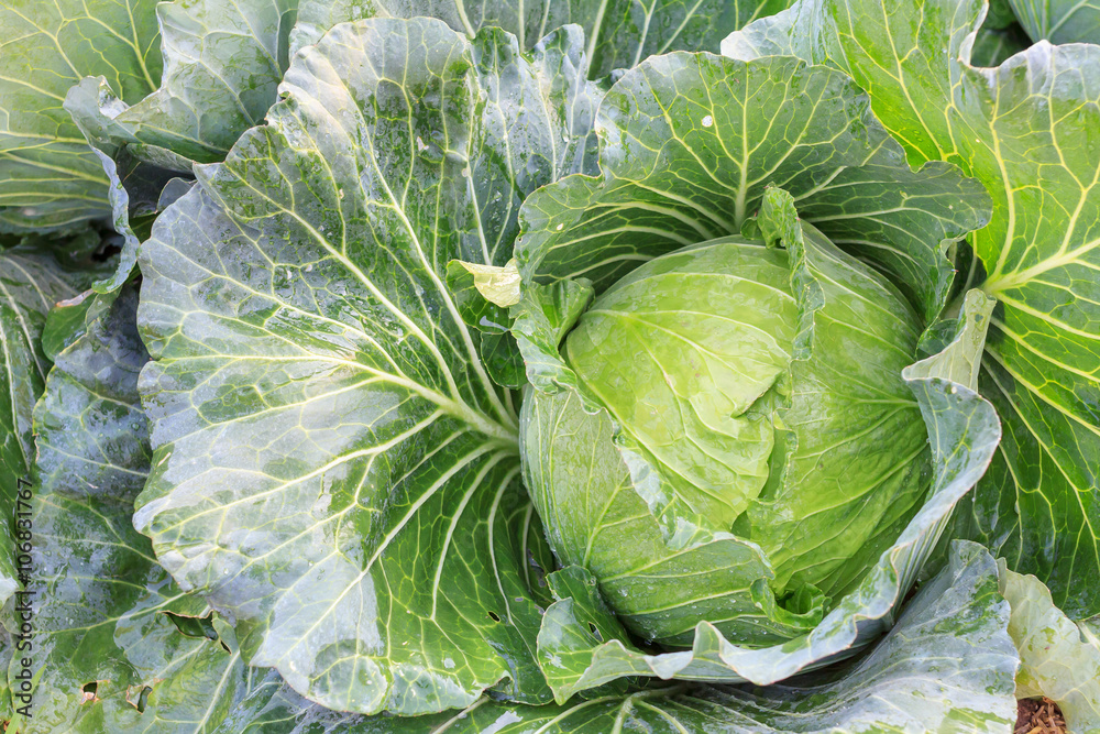 Obraz premium Big cabbage in the garden, Green cabbage texture, Fresh cabbage