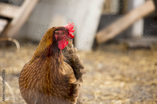 Welsummer chicken in chicken coop. photo