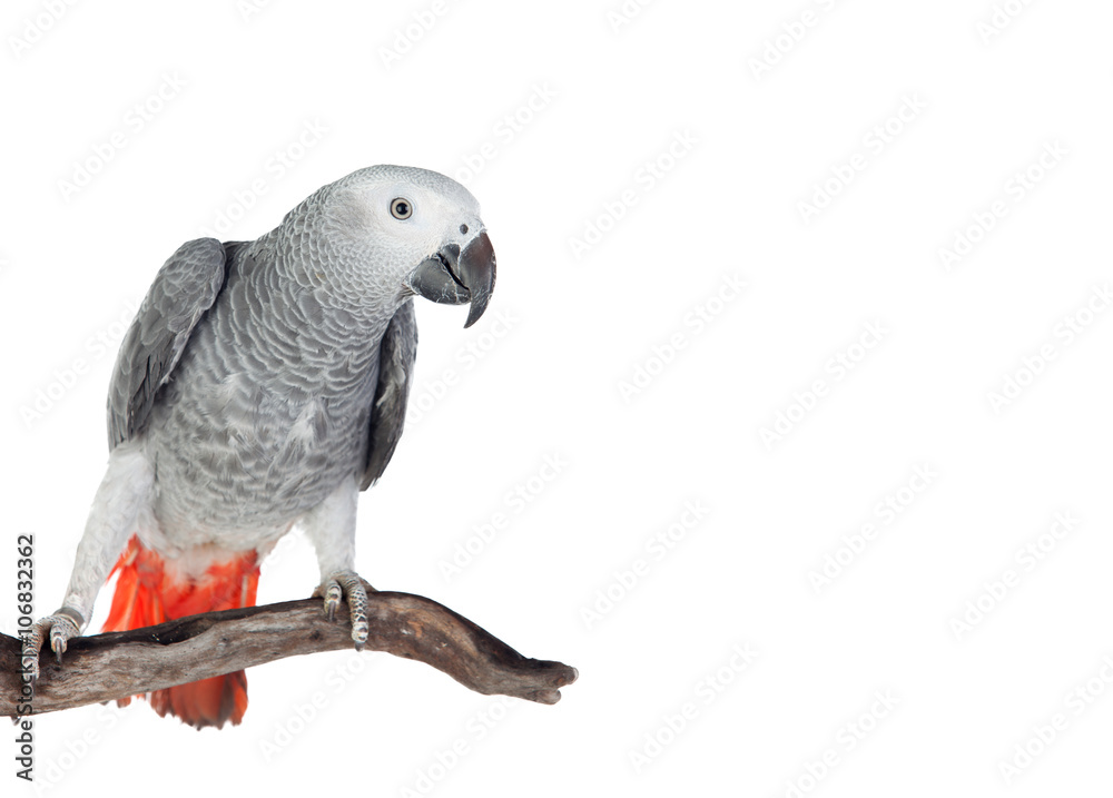 Fototapeta premium Pretty red-tailed gray parrot