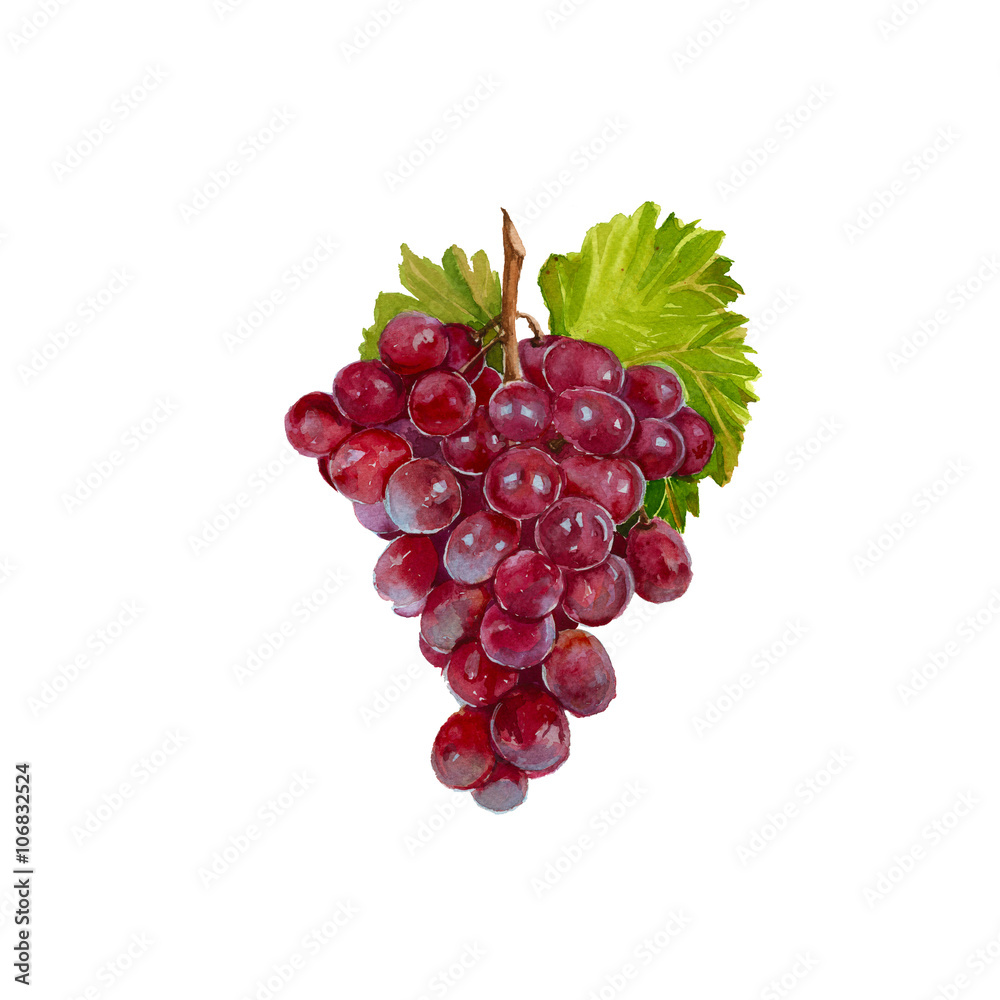 a branch of red grapes. isolated. watercolor a branch of red grapes. isolated. watercolor