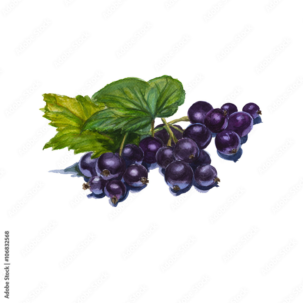 berries of black currant on a branch with leaves. isolated. watercolor berries of black currant on a branch with leaves. isolated. watercolor