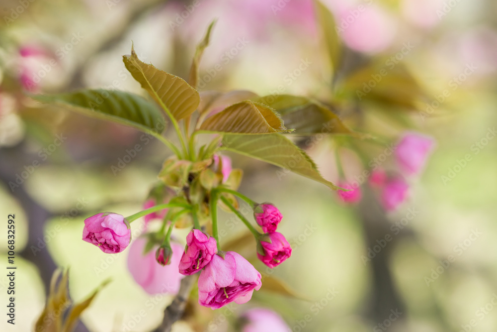 Pink Cherry Flowers blooming Pink Cherry Flowers blooming