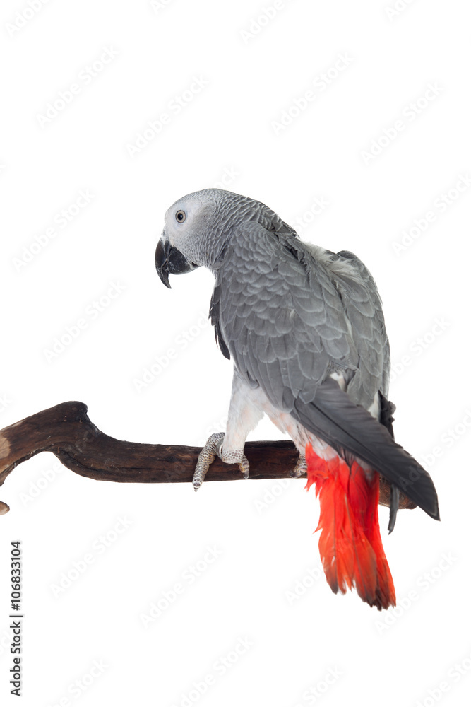Fototapeta premium Pretty red-tailed gray parrot
