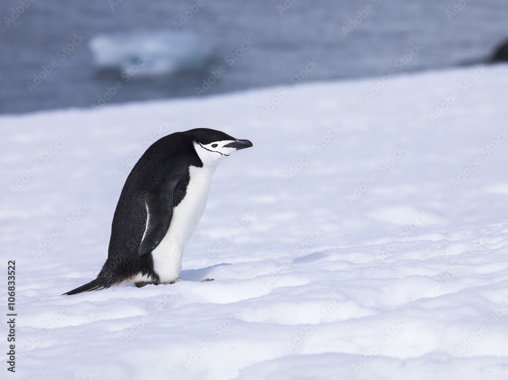 Fototapeta premium chinstrap penguin in antarctica