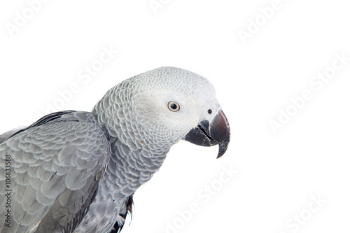 Pretty red-tailed gray parrot
