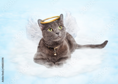 Fototapeta Naklejka Na Ścianę i Meble -  Cat Angel on Cloud in Heaven