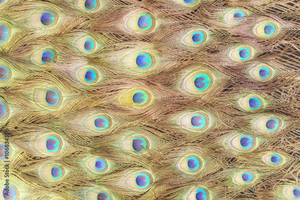 Obraz premium Peafowl nectar pattern