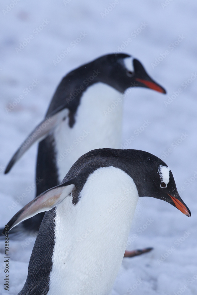 Fototapeta premium gentoo penguin