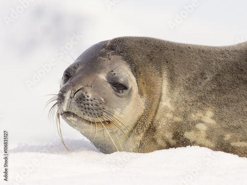 seal resting on the snow