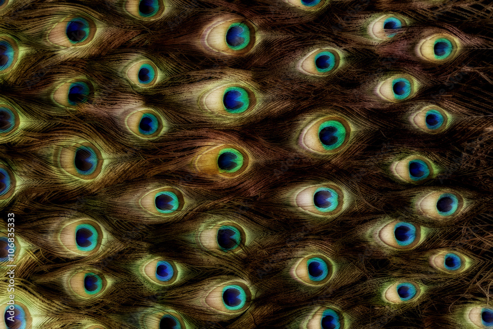 Obraz premium Peafowl nectar pattern