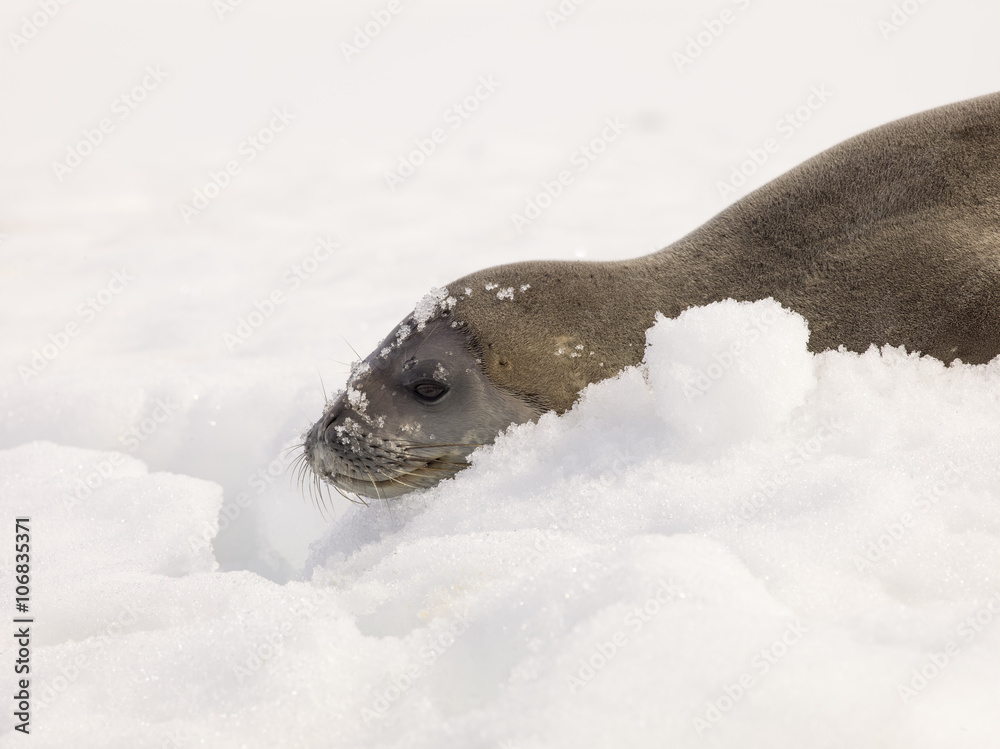 Obraz premium antarctica seal