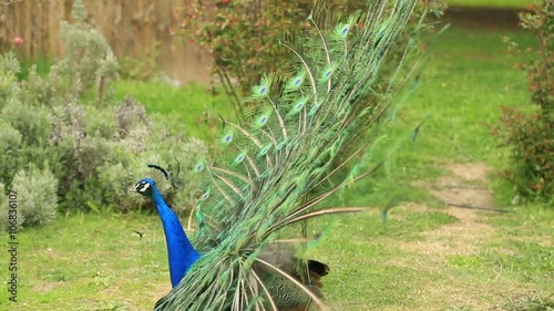 Close-up portrait of beautiful peacock with feathers