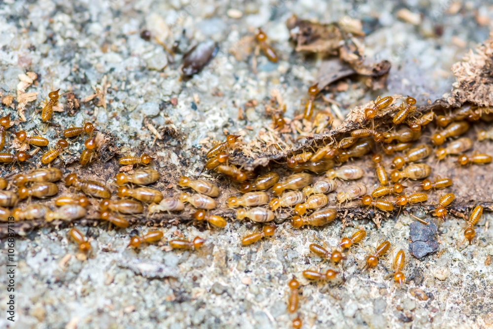 Moving Termite on decomposing wood Moving Termite on decomposing wood