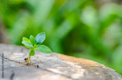 New green leaves born on old tree, textured background , nature stock photo