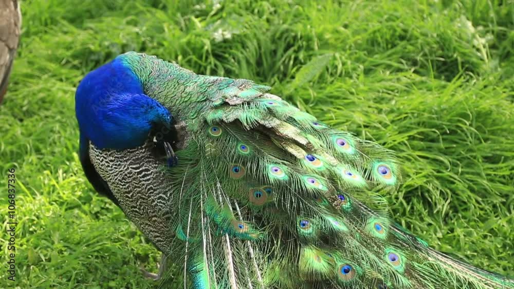 Close-up portrait of beautiful peacock with feathers