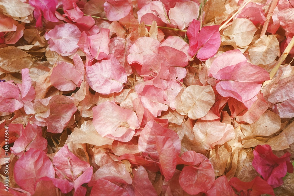 Bougainvillea flower Bougainvillea flower