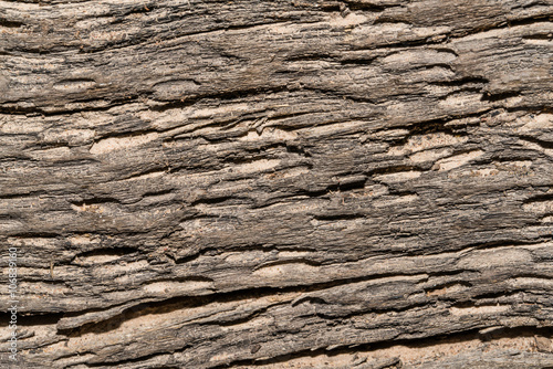 the bark textures backgrounds - Unique tree texture with twirl effect - texture of the plank wood 