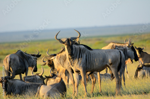 Blue wildebeests, Amboseli National Park, Kenya photo