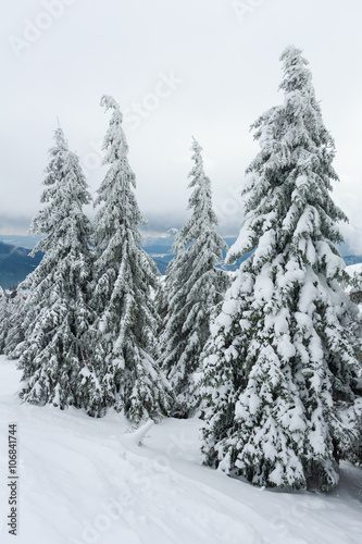 Icy snowy fir trees in winter mountain.