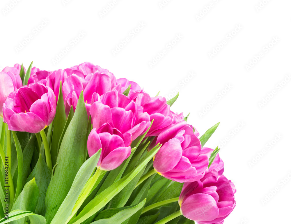 Tulips on white background