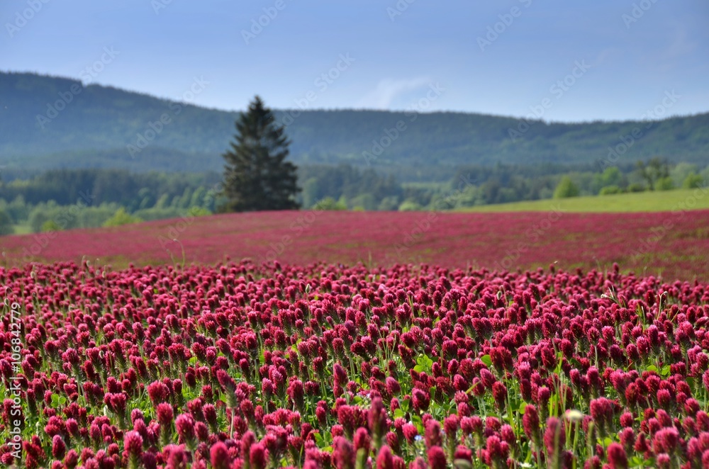 Spring field. Blooming spring field of crimson clover - trifolium incarnatum. Red spring field.  