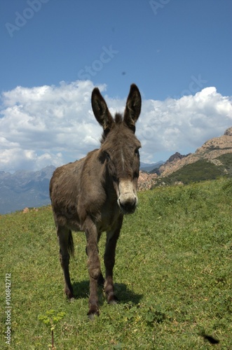 donkey, mule