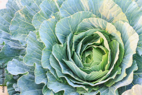 Big cabbage in the garden, Green cabbage texture, Fresh cabbage