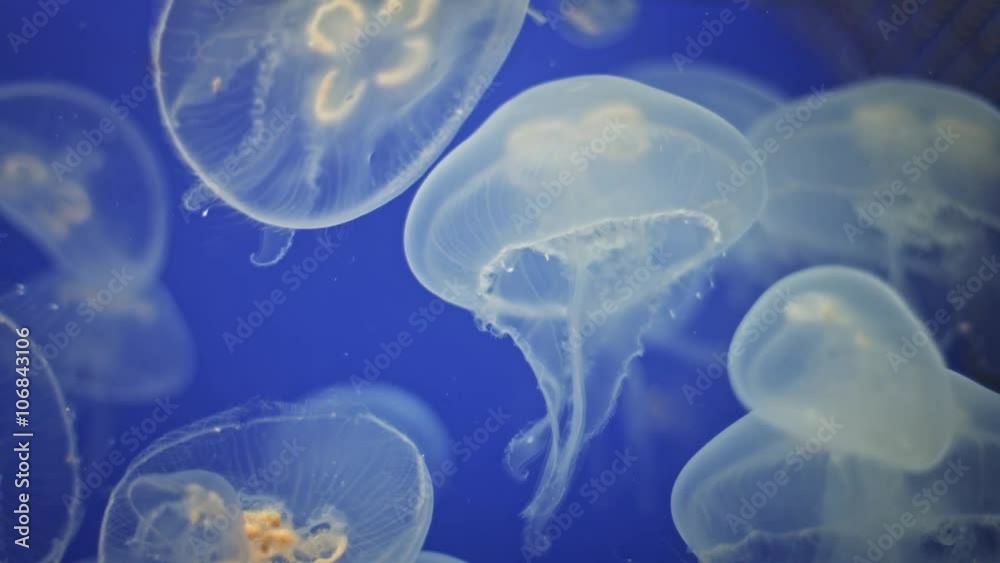 Jellyfish Underwater moving around