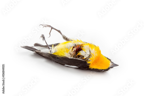 Little bird got kill by a cat set up on white background