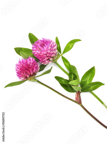 Red clover Trifolium pratense isolated on white background