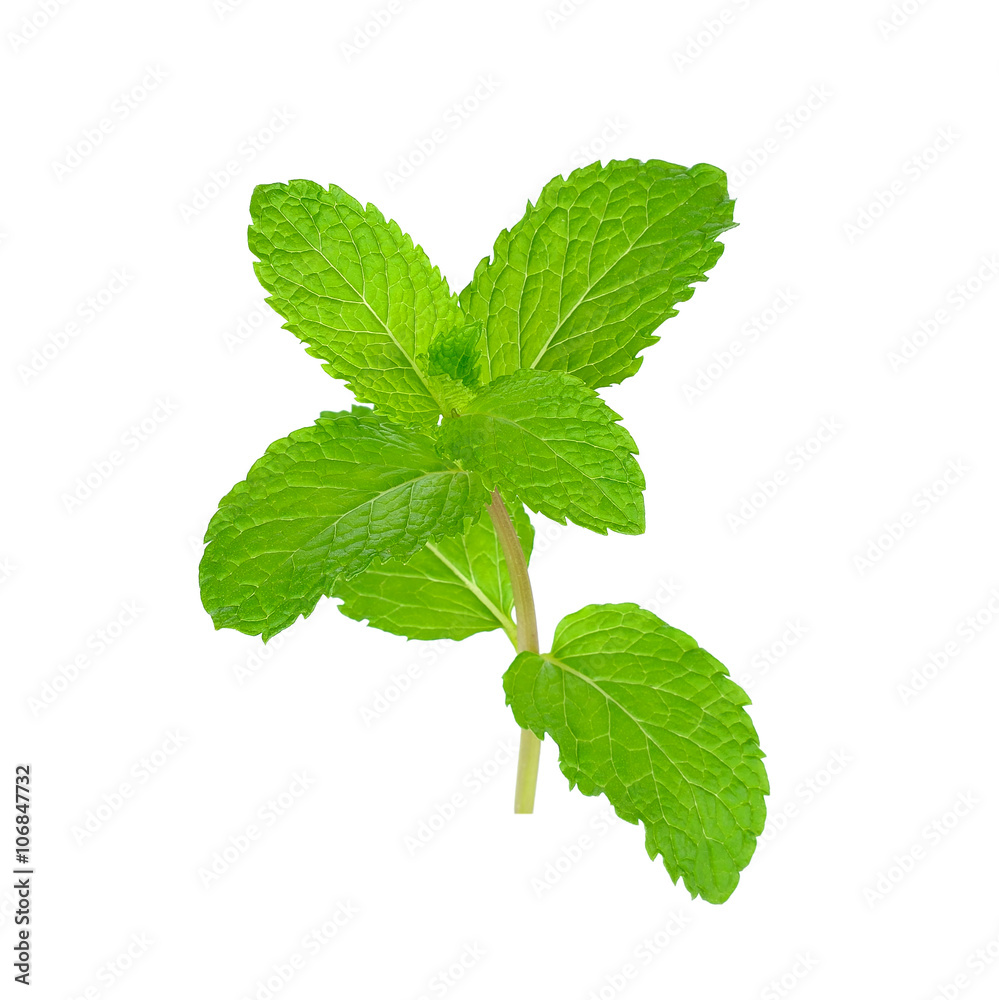 Fresh mint isolated on the white background Fresh mint isolated on the white background