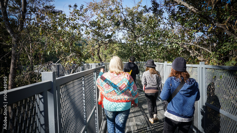 Obraz premium A new attraction in Chiang Mai. Canopy walkway, Queensrikit gard