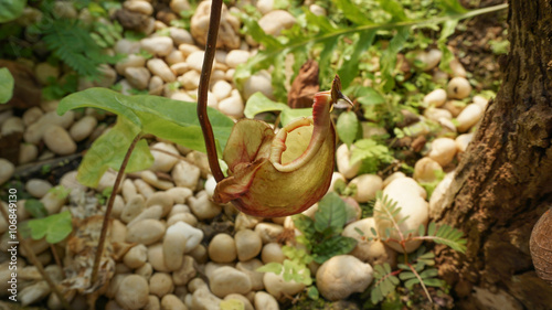 tropical pitcher plants