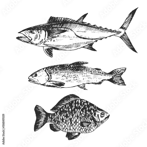 vector fish sketch drawing - salmon, trout, carp, tuna. hand drawn sea food illustration