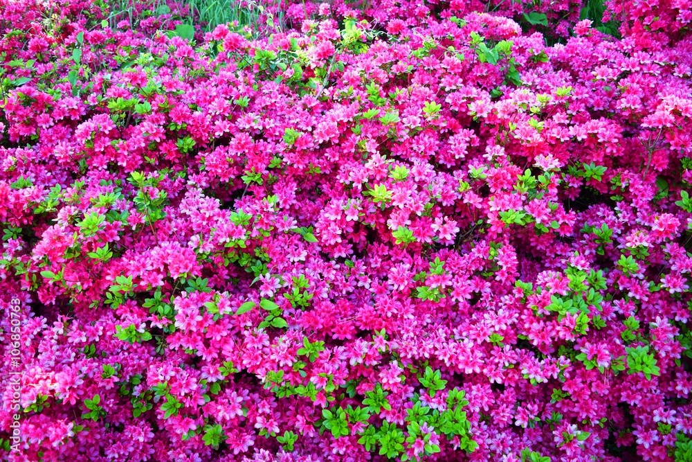 ツツジの花/山形県で綺麗な「ツツジの花」を撮影した写真です。 ツツジの花/山形県で綺麗な「ツツジの花」を撮影した写真です。