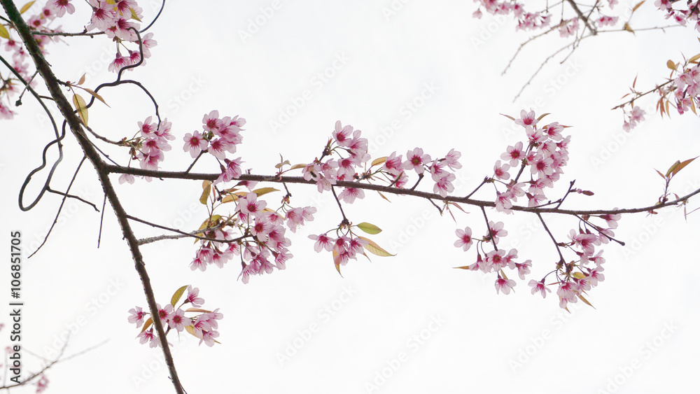 Wild Himalayan Cherry (Prunus cerasoides) in Khun Wang, Doi Inth