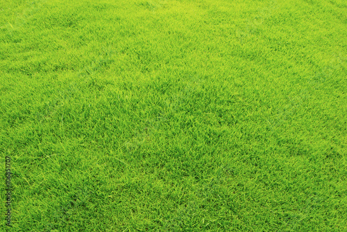 Green grass Lawn texture background