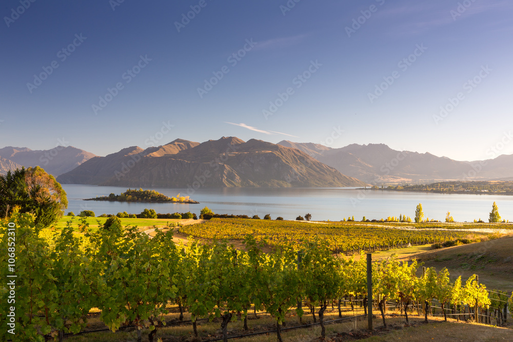 Naklejka premium Morning on vineyard at Lake Wanaka, Otago, New Zealand