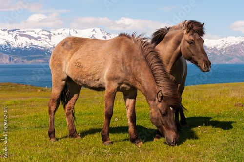 Icelandic horses in the pasture with mountains in the background, nature habitat, Iceland