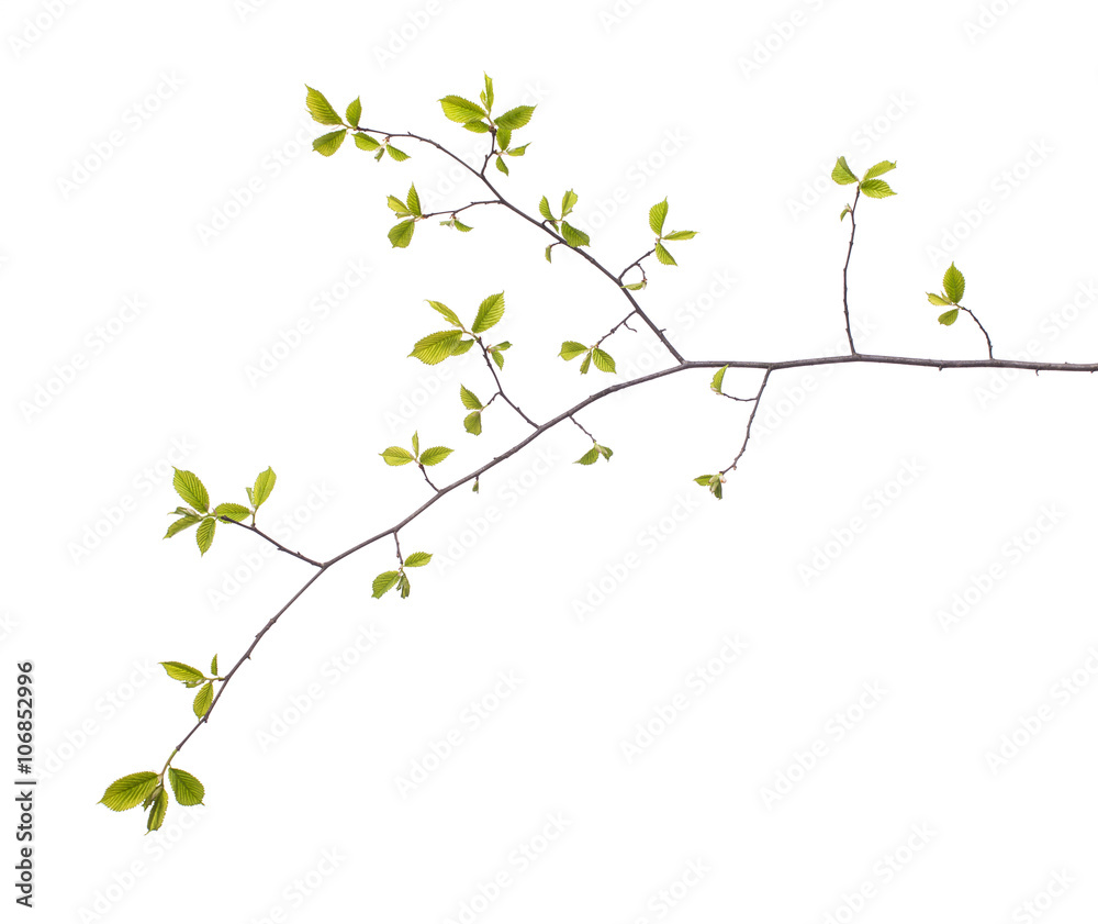 Early spring flowering green tree branch isolated on white. Early spring concept - obrazy, fototapety, plakaty 