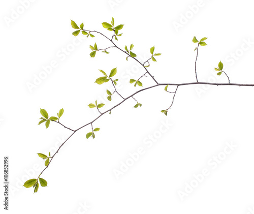 Photographie Early spring flowering green tree branch isolated on white